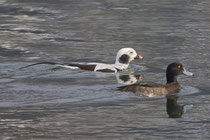 Eisente (Clangula hyemalis), M PK, Klingnauer Stausee