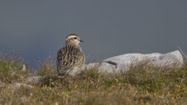 Mornellregenpfeifer (Charadrius adriaticus), Chäserrugg SG