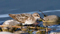 Zwergstrandläufer (Calidris minuta), Jona SG