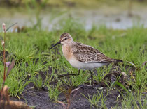 Sichelstrandläufer (Calidris ferruginea), Yverdon