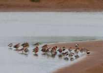 Sichelstrandläufer (Calidris ferruginea) mit Alpenstrandläufern, Ria Formosa, Portugal
