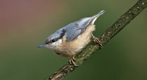 Kleiber (Sitta europaea), Villnachern