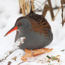 Wasserralle (Rallus aquaticus), Klingnauer Stausee