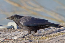 Rabenkrähe (Corvus corone), Flachsee