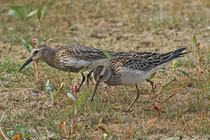 Graubrust-Strandläufer (Calidris melanotos), Neeracherried (mit Alpenstrandläufer, links)