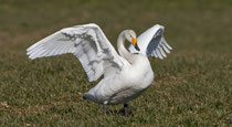 Singschwan (Cygnus cygnus), Möhlin