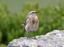 Bergpieper (Anthus spinoletta), Ritomsee TI
