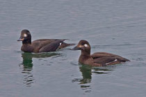 Samtente (Melanitta fusca), Klingnauer Stausee