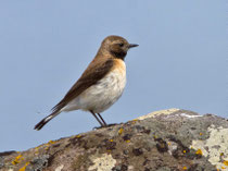 Balkansteinschmätzer W (Oenanthe melanoleuca), Lesbos, Griechenland