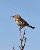 Rotkehlpieper (Anthus cervinus), Varanger, Norwegen