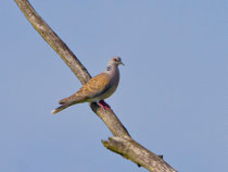 Turteltaube (Streptopelia turtur), Petite Camargue Alsacienne