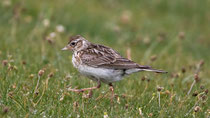 Feldlerche (Alauda arvensis), Mull GB