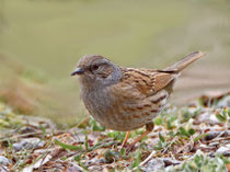 Heckenbraunelle (Prunella modularis), Villnachern