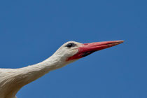 Weissstorch (Ciconia ciconia), Donana, Spanien
