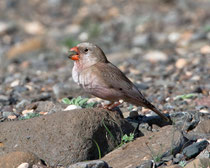 Wüstengimpel (Bucanetes githagineus), Fuerteventura, Spanien