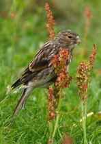 Berghänfling (Carduelis flavirostris), Sumburgh, Shetland GB