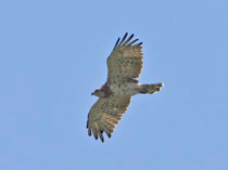 Schlangenadler (Circaetus gallicus), Boltigen BE