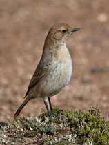 Fahlbürzel-Steinschmätzer W (Oenanthe moesta), Boumalne, Marokko