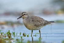 Knutt (Calidris canutus), Jona