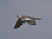 Ringeltaube (Columba palumbus), Stille Reuss