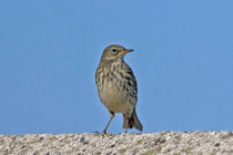 Strandpieper (Anthus petrosus), Helgoland DE