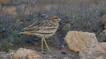 Triel (Burhinus oedicnemus), Fuerteventura, Spanien