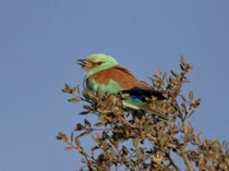 Blauracke (Coracias Garrulus),Castro Verde, Portugal