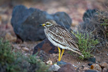 Triel (Burhinus oedicnemus), Fuerteventura, Spanien