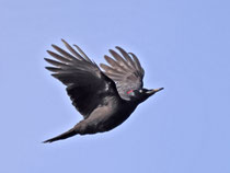 Schwarzspecht (Dryocopus martius), Umiker Schachen