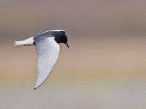 Weissflügel-Seeschwalbe PK (Chlidonias leucopterus), Biebrza, Polen