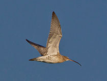 Grosser Brachvogel (Numenius arquata), Klingnauer Stausee