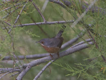 Iberien-Bartgrasmücke (Sylvia inornata), Donana, Spanien