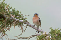 Buchfink (Fringilla coelebs), Ipsilou, Lesbos