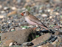 Wüstengimpel (Bucanetes githagineus), Fuerteventura, Spanien