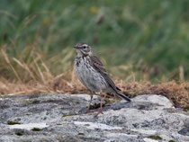 Baumpieper (Anthus trivialis), Mull GB