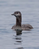 Sterntaucher (Gavia stellata), Zürich-Tiefenbrunnen