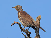 Wacholderdrossel (Turdus pilaris) Jungvogel, Villnachern