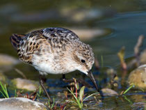 Zwergstrandläufer (Calidris minuta), Jona SG