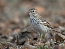 Kanarenpieper (Anthus berthelotii), Fuerteventura, Spanien