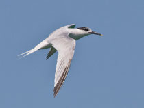 Brandseeschwalbe (Sterna sandvicensis), Sempach