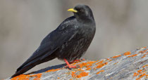 Alpendohle (Pyrrhocorax graculus), Gemmi VS