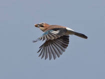 Eichelhäher (Garrulus glanarius), Schinznach