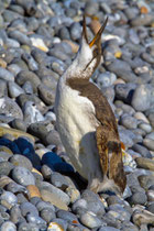 Trottellumme juv. (Uria aalge), Helgoland D