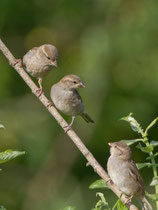 Haussperling (Passer domesticus), Weibchen oben mit 2 Jungvögeln, Graströchni Kölliken