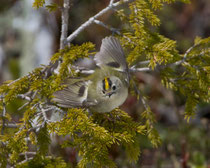 Wintergoldhähnchen (Regulus regulus), Flühli LU