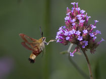 Hummelschwärmer (Hemaris fuciformis), Villnachern