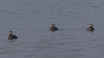 Samtente (Melanitta fusca), Klingnauer Stausee