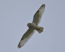 Sumpfohreule (Asio flammeus), Laugar, Island