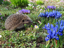 Igel, Villnachern