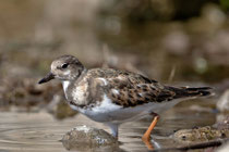 Steinwälzer (Arenaria interpres), Jona SG